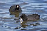 Two Coots_40782
